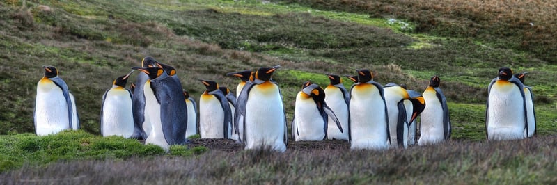 Group Expeditions